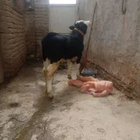 فروش گوساله سیمنتال اصل گوشتی نر۱۵۲۰۰۰۰۰۰
