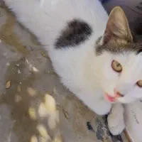 گربه|گربه|بوکان, |دیوار