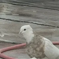 کفتر باخت رفته خریدارم