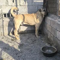 واگذاری سرابی ۱۵ماهه