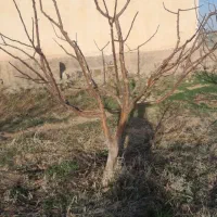 باغبانی و رسیدگی کلی|خدمات باغبانی و درختکاری|مراغه, |دیوار