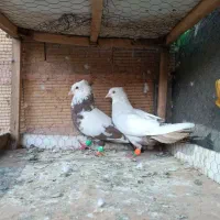 کفتر جفت چتن و دم بی