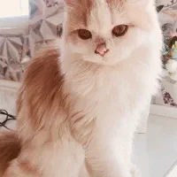 گربه پرشین کلاسیک عروسکی|گربه|اردبیل, |دیوار