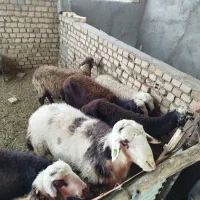 میش و بره نر گوشتی|حیوانات مزرعه|ملایر, |دیوار