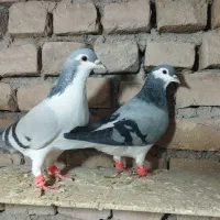 کبوترساده|پرنده|زبرخان, |دیوار