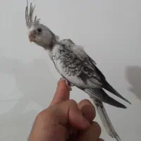 ساعت    ع ر و س هلن دی