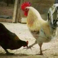 کارگر مرغداری به همراه خانواده