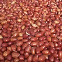سنجد شیرین و تازه