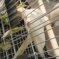 عروس هلندی|پرنده|یزد, |دیوار