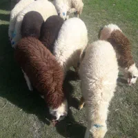 بره|حیوانات مزرعه|کرمانشاه, |دیوار