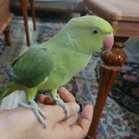 طوطی ملنگو|پرنده|امیدیه, |دیوار