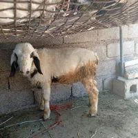 بره