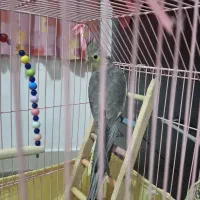 عروس هلندی ماده 3 ماه