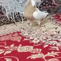 فروش کبوتر طوقی|پرنده|اسفرورین, |دیوار