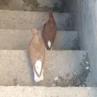 کبوتر ضمانتی ب شرط تخم