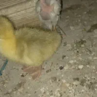 جوجه غاز|حیوانات مزرعه|چمران, |دیوار