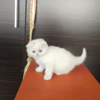 واگذاری گربه اسکاتیش و بریتیش