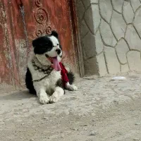 واگزاری سه قلاده سگ