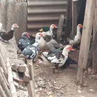 اردک اسرائیلی