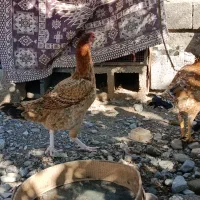 مرغ|حیوانات مزرعه|بندرعباس, |دیوار