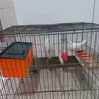 مرغ عشق|پرنده|رباط‌کریم, رباط‌کریم|دیوار