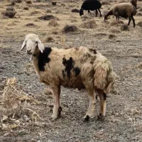 بره نر براتخمی