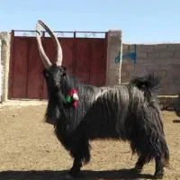 بزغاله شاخ انبری|حیوانات مزرعه|کوه چنار, |دیوار