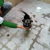 توله سگ ژرمن شپر|سگ|اردبیل, |دیوار