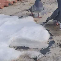 کفتر المانی|پرنده|فیروزکوه, |دیوار