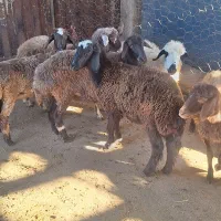 فروش بره|حیوانات مزرعه|گلوگاه بابل (گلیا), |دیوار