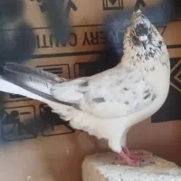 فروش فضله کبوتر
