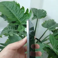 iphone 12 pro|موبایل|بجنورد, |دیوار