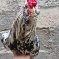 خروس گلین چهل تاج ریشی خال سوزنی ومرغ خروس