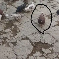 کبوتر|حیوانات|شاهنجرین, |دیوار