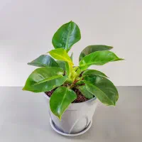 گل و گیاه آپارتمانی|گل و گیاه طبیعی|گناباد, |دیوار