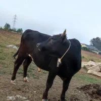 یک عدد گاو دوساله نر هلشتاین و یک گاو دوساله دورگ|حیوانات مزرعه|رضوانشهر, |دیوار