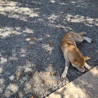 اکیتا ماده دم فل|سگ|ماهدشت, |دیوار