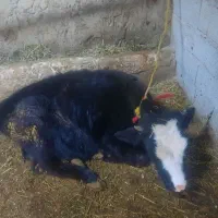 گوساله ماده