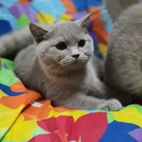 توله گربه اسکاتیش|گربه|سبزوار, توحیدشهر|دیوار