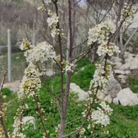 باغ-مثمر-موقعیت-عالی