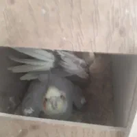 عروس هلندی مولد