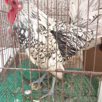 مرغ و خروس سیبرایت
