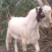 نربزغاله نربره