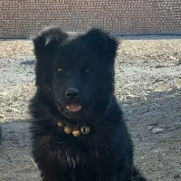 سگ چاو چاو|سگ|نجف‌آباد, ویلاشهر|دیوار