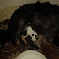 سگ اشپیتیز دو ساله ماده