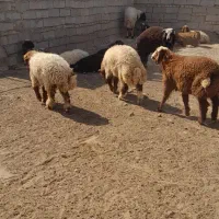 گوسفند، بره عربی نر پرواری،طلیان ،قوچ