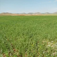 زمین-دیم
