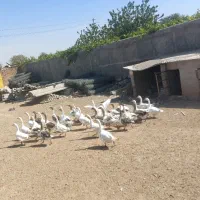 ۳۰ عدد قاز|حیوانات مزرعه|الوند, |دیوار