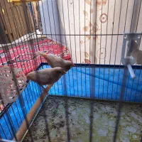 جفت فنچ کینگ اروپایی|پرنده|فسا, |دیوار