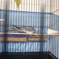 عروس هلندی دست آموز|پرنده|سراب, |دیوار